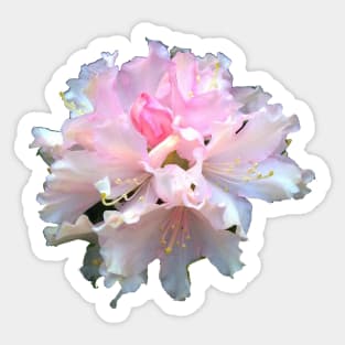 hydrangea. Sticker